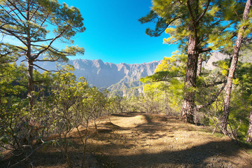 Forest in caldera of Taburiente, island of La Palma, Canary Islands