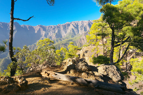 Forest in caldera of Taburiente, island of La Palma, Canary Islands