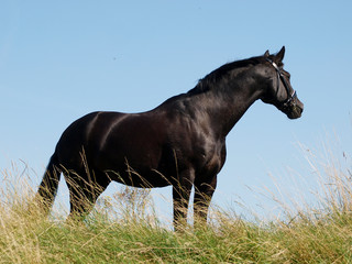 Fototapeta na wymiar Beautiful Standing Horse