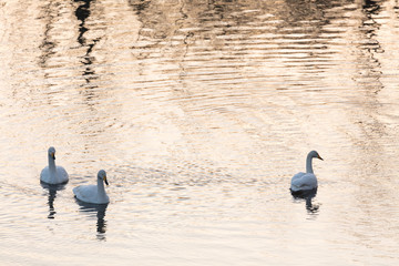 水辺の白鳥