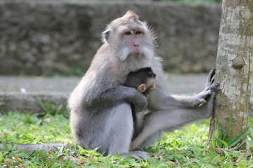 Monkey with baby in Sacred Monkey Forest Sanctuary, Ubud (Indonesia)