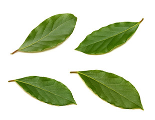 Obraz premium Fresh green bay leaf set isolated on white background