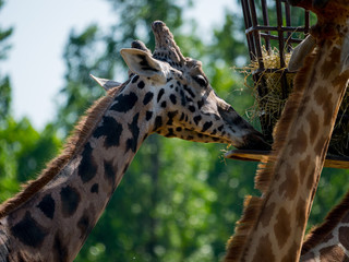 girafe