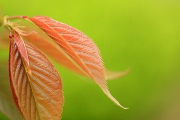 The leaves of spring