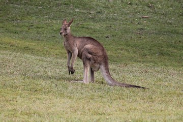 Kangaroo standing up in Brisbane, Australia