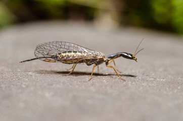 Snakefly insect with the order Raphidioptera.