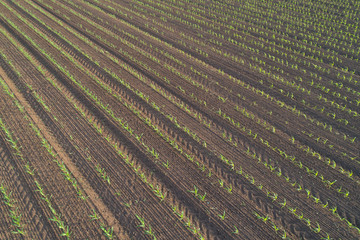 Corn crop rows in field