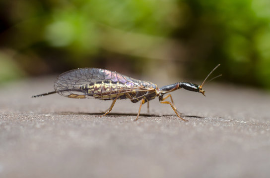 Snakefly insect with the order Raphidioptera.