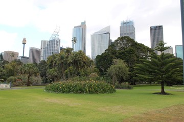 Sydney skyline from the Royal Botanic Gardens, Australia