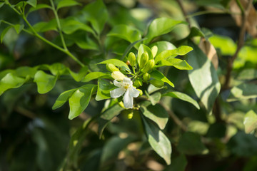Orange Jessamine flowers and green leaf