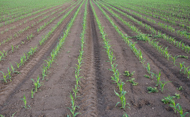 Fototapeta na wymiar Corn crop rows in field