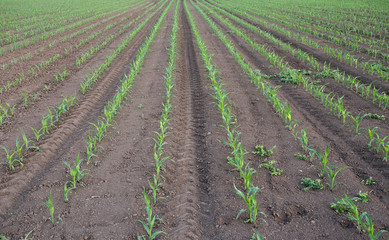 Corn crop rows in field