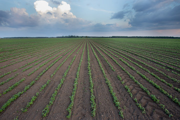 Fototapeta na wymiar Soybean rows in field