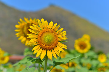 Sunflower 