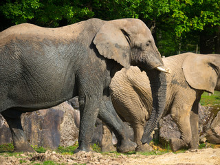 Éléphants