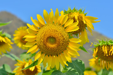 Sunflower 