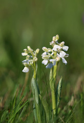 orchidée, Anacamptis morio 