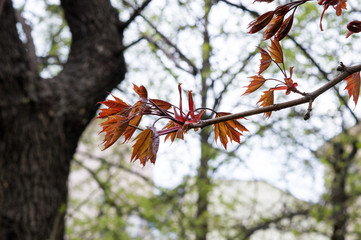 First maple leaves in spring park, Schwedleri norway maple