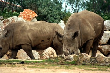 Fototapeta premium Rhino