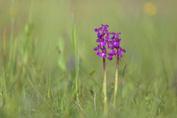 belles dans le pré