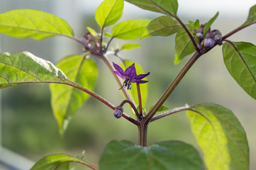 Explosive Ember chili pepper blooming in greenhouse, hot pepper cultivar with purple flowers