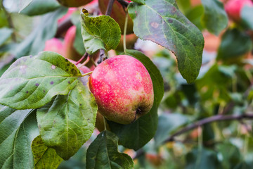 Apple on the branch of apple tree