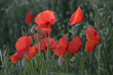 Obraz premium Rote Mohnblumen im Gegenlicht am frühen Morgen