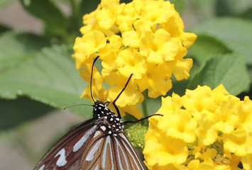 gros plan sur la tête