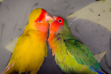Parrots in love