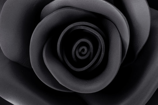 .Close up image of a beautiful black rose with blur