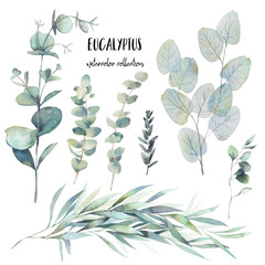 Watercolor various eucalyptus branches set. Hand painted floral clip art: objects isolated on white background.