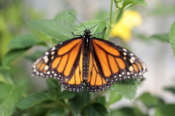 papillon orangé
