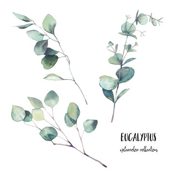 Watercolor eucalyptus branches with round leaves set. Hand painted floral clip art: objects isolated on white background.