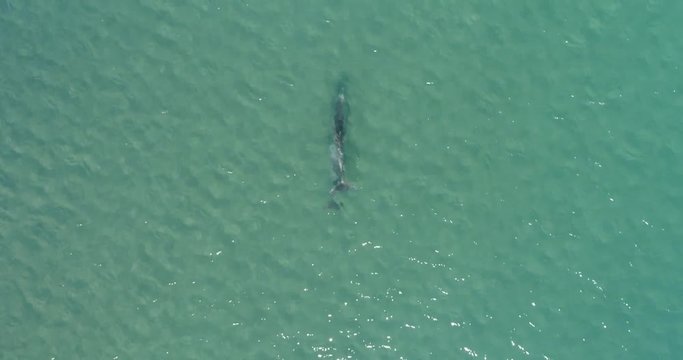 Aerial shots of a pod of dolphins playing.