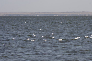 Birds on the surface of the Lake
