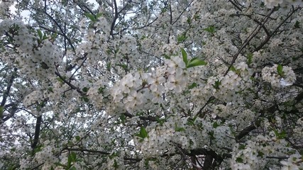 Flowering tree. 