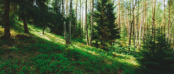 Obraz premium magic green forest