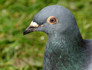 Racing pigeon resting and feeding in UK.