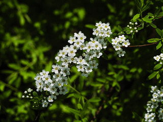 Apple flowers