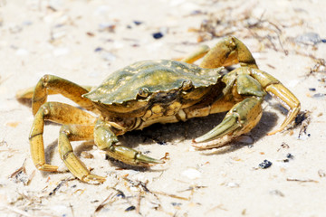 Beautiful crab crawl on the coast of the Black Sea