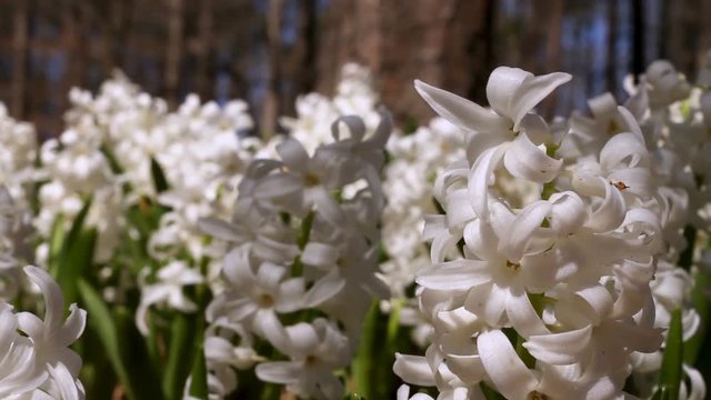 Close up of white Hyacinth on a bright sunny day.
