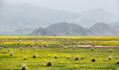 Desert valley with small yellow flowers against the background of mountain range covered with fog in Almaty region, Kazakhstan - 204332397