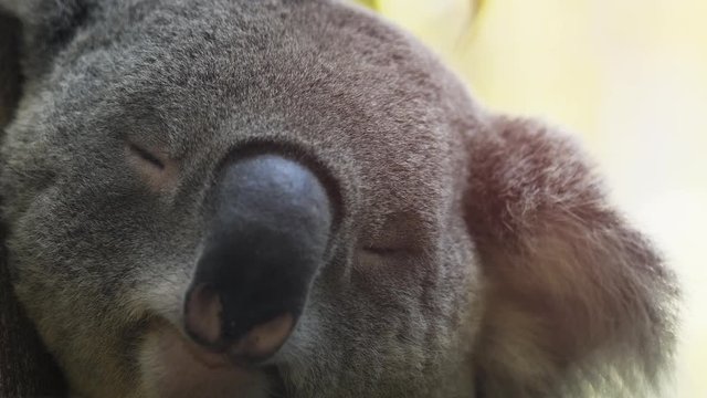 Adorable, Sleeping Koala in Extreme Closeup