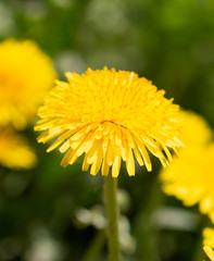 yellow dandelion flowers