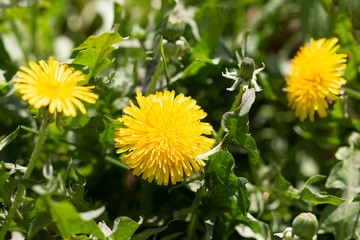 yellow dandelion flowers