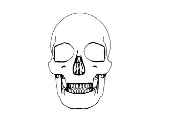 skull sketch vector