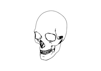 skull sketch vector