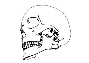 skull sketch vector