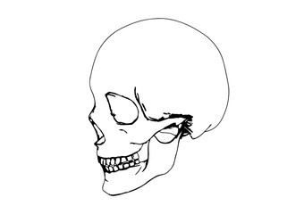 skull sketch vector
