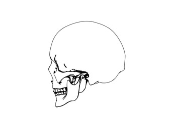 skull sketch vector